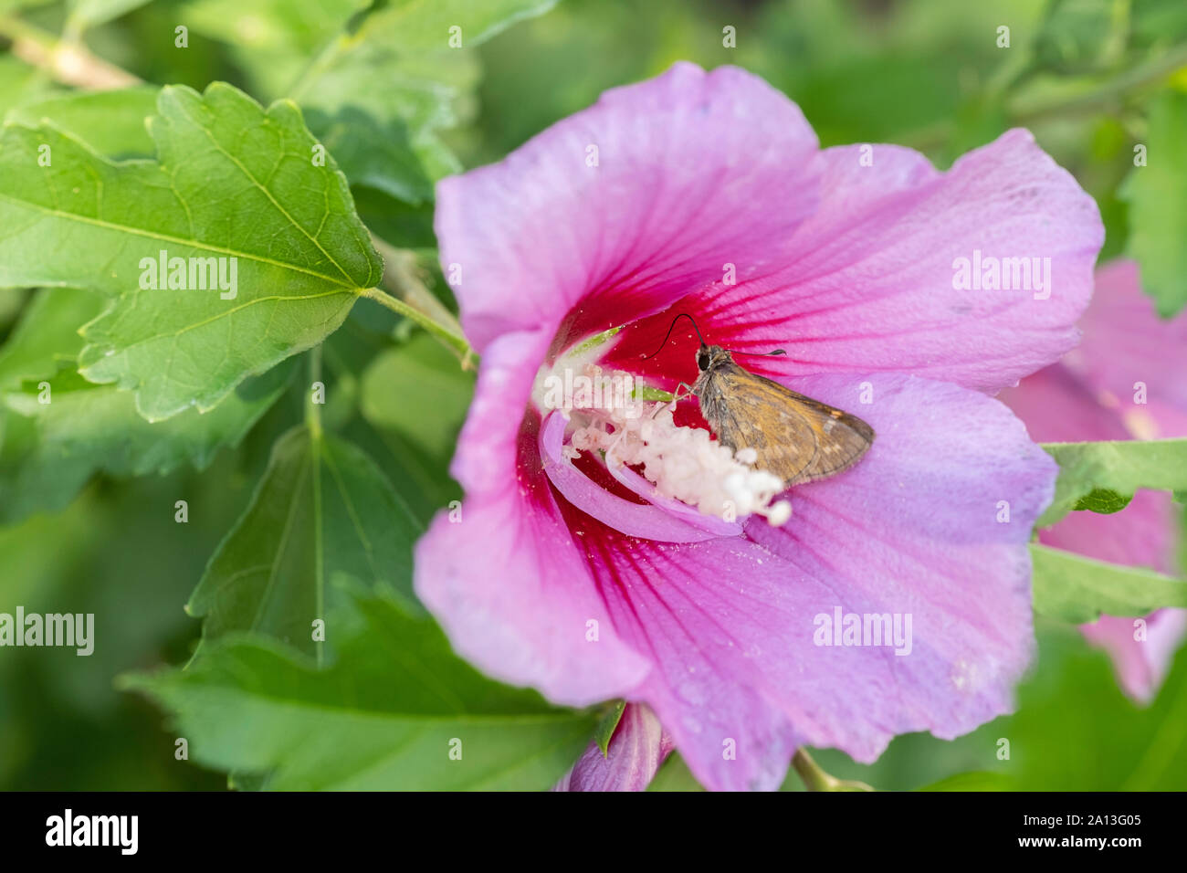 Skipper butterfly, Hesperiidae, nectaring on a pink Rose of Sharon flower, Althea. Kansas, USA. Stock Photo