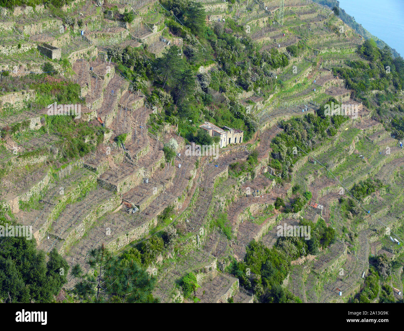 Farming Terraces Cinque Terre Liguria Italy Europe Stock Photo Alamy