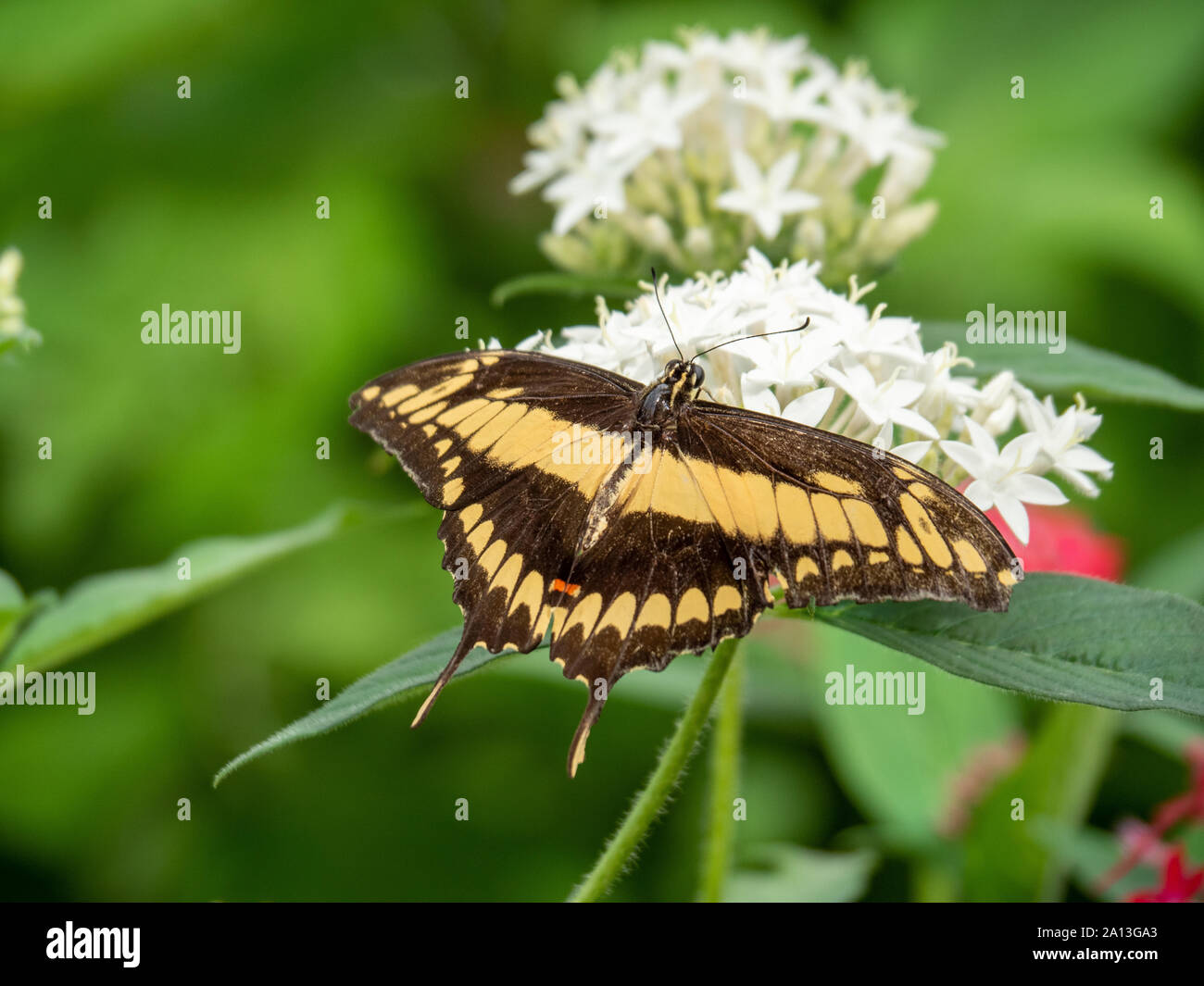 Thoas Swallowtail Butterfly on a White Flower Stock Photo