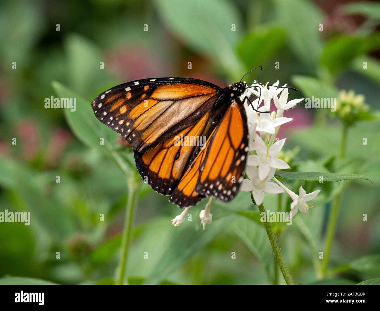 Monarch Butterfly on a white flower Stock Photo - Alamy