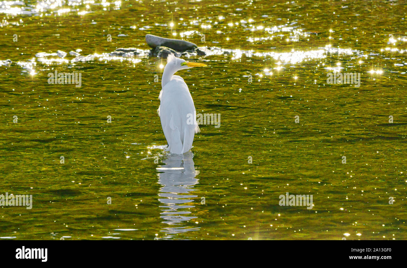 Great egret with head crest, standing in river, waiting to catch fish Stock Photo