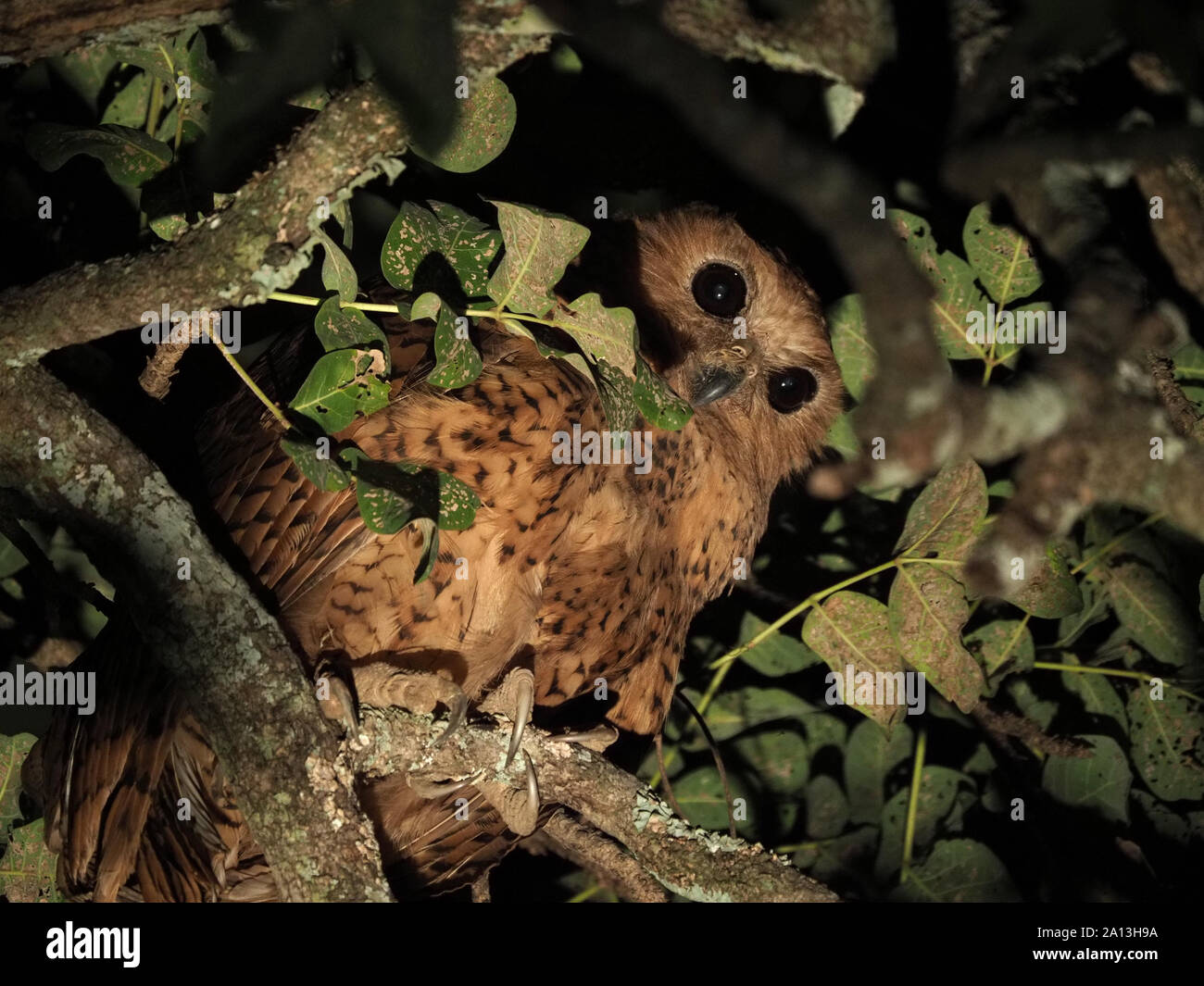 Pel's fishing owl (Scotopelia peli) with huge fish-catching talons hunting from canopy of tropical tree at night in South Luangwa N P,Zambia,Africa Stock Photo