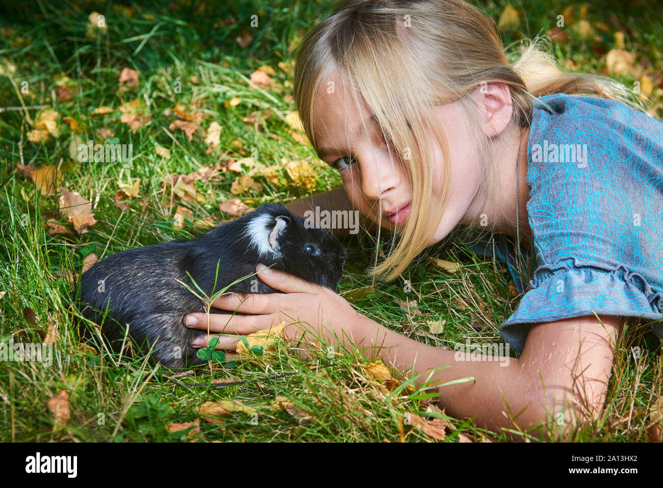 Child cute girl playing with pet guinea pig outdoors on green grass Stock Photo