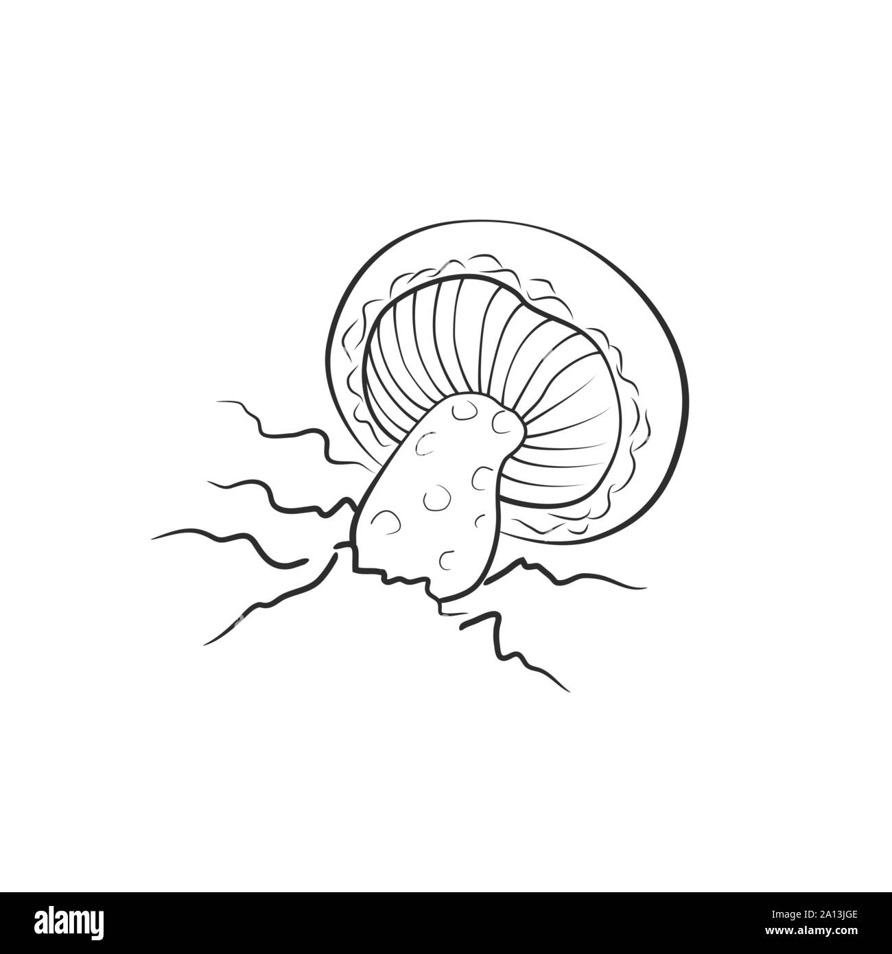 Mushroom illustration, vector. Amanita, death cap mushroom Stock Vector
