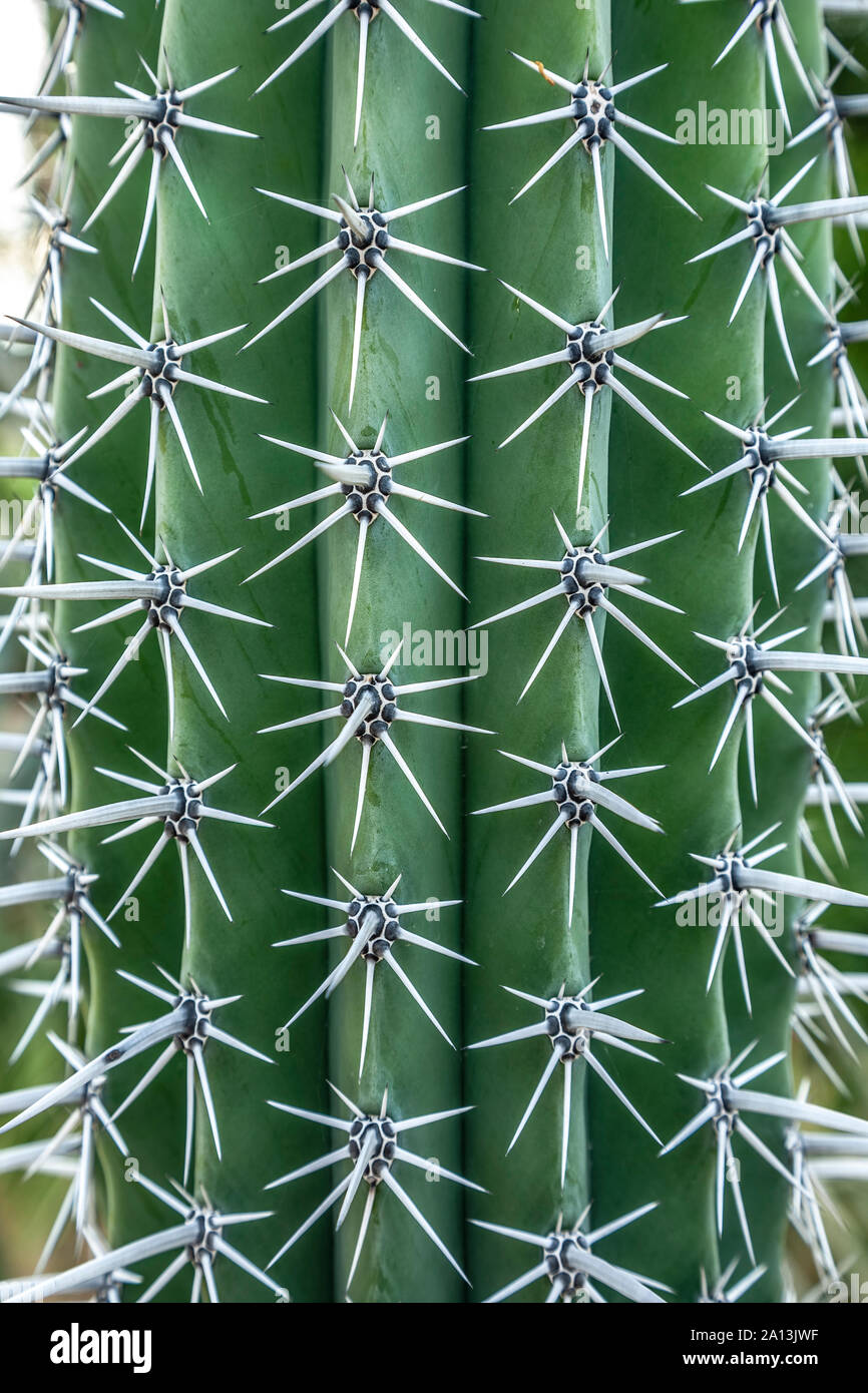 Organ Pipe Cactus (Pachycereus weberi), Cacti Mundo cactus garden, San Jose del Cabo, Baja California Sur, Mexico Stock Photo