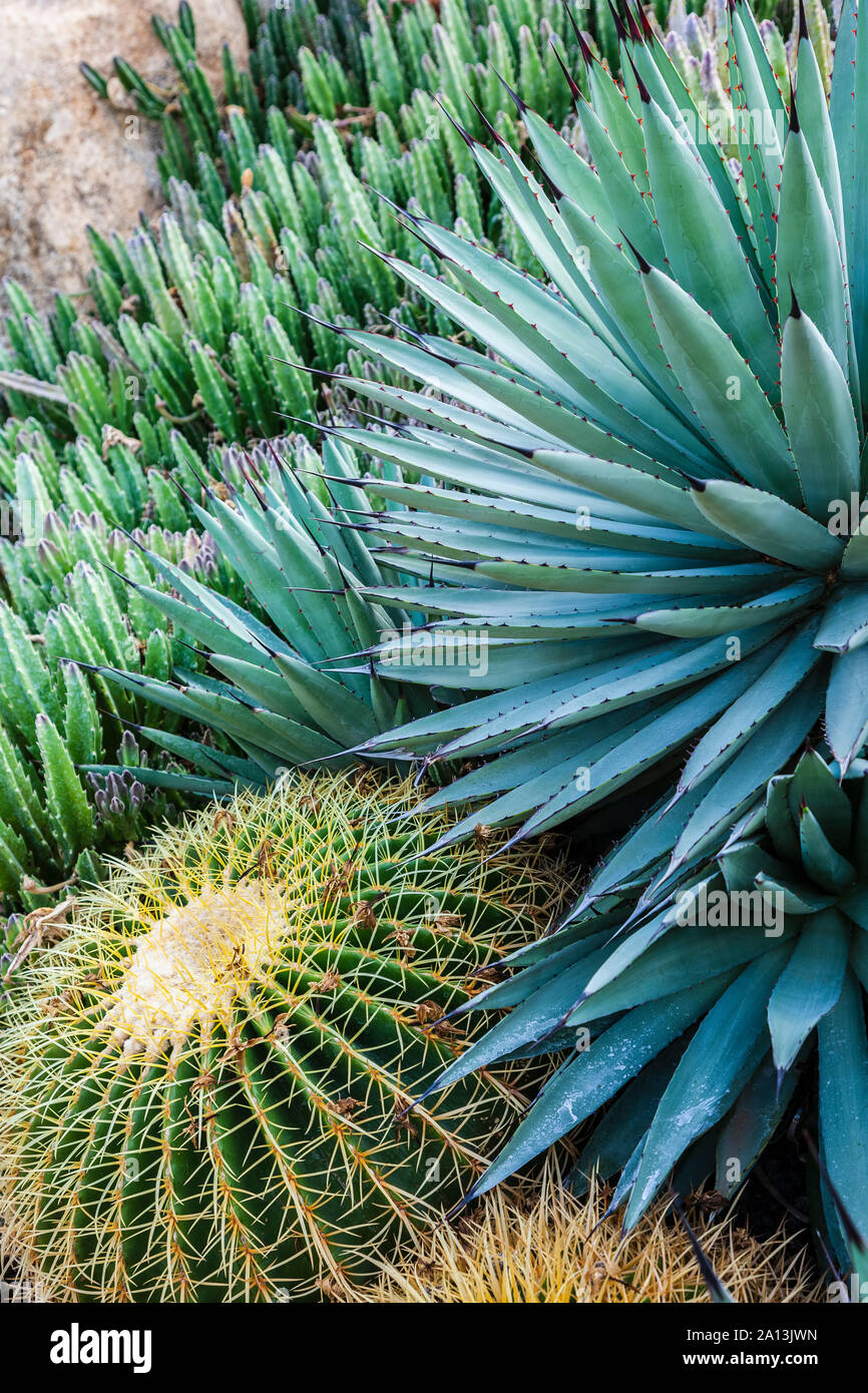 Cactus exhibit, Cacti Mundo cactus garden, San Jose del Cabo, Baja California Sur, Mexico Stock Photo