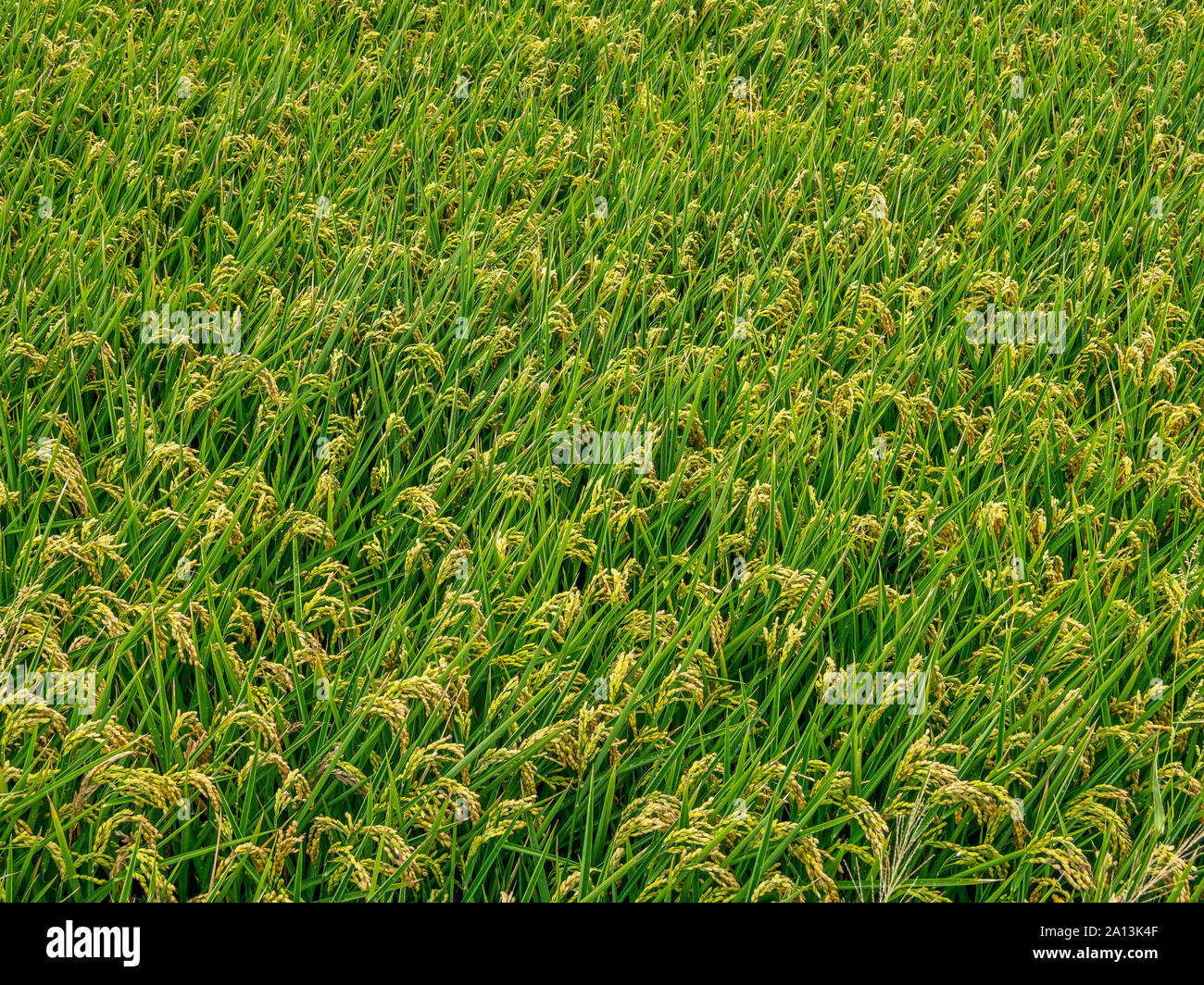 Rice plantation in tne Albufera de Valencia, Spain Stock Photo