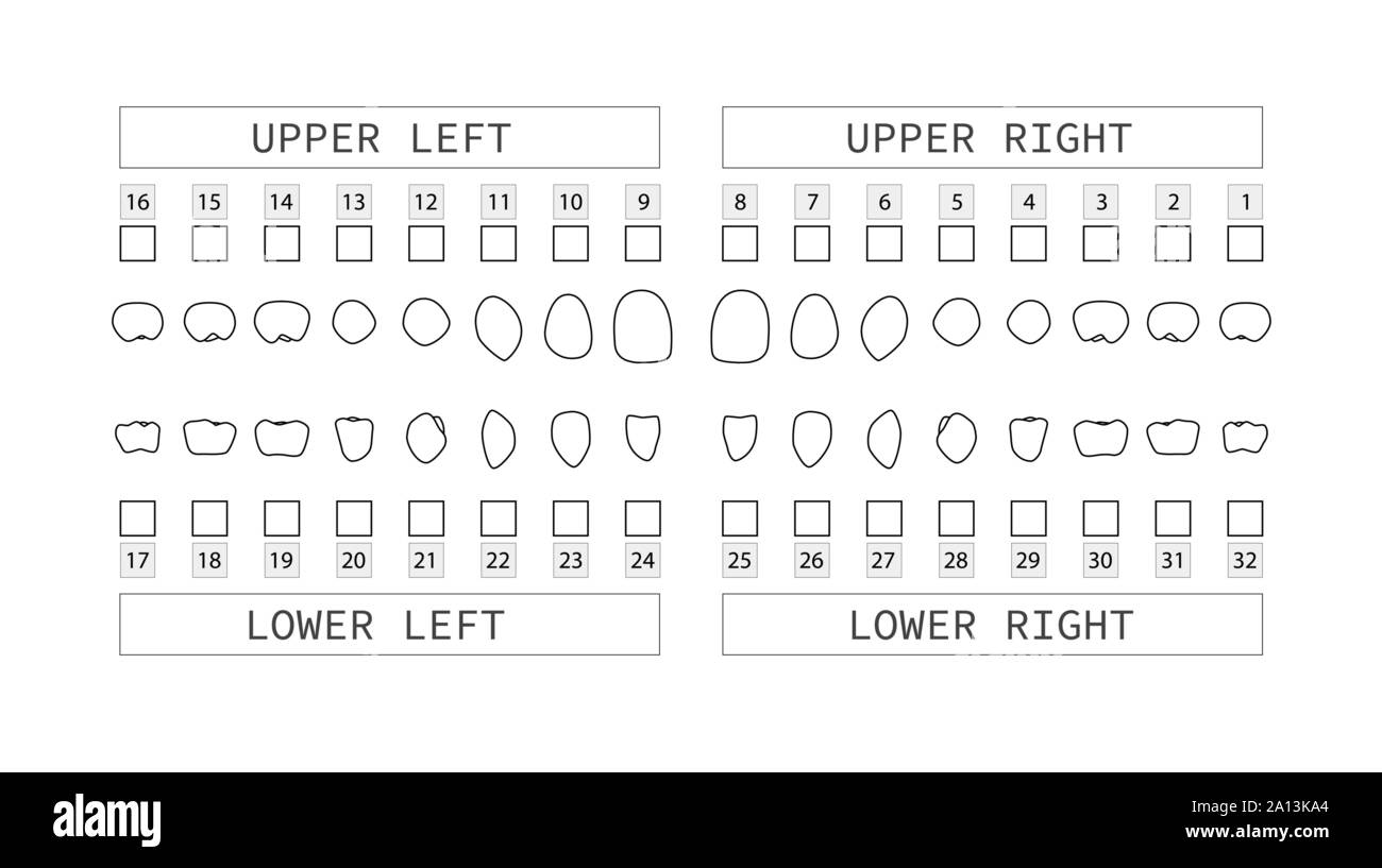 Teeth numbering chart for adult teeth. Dentist numbering system. Vector. Stock Vector