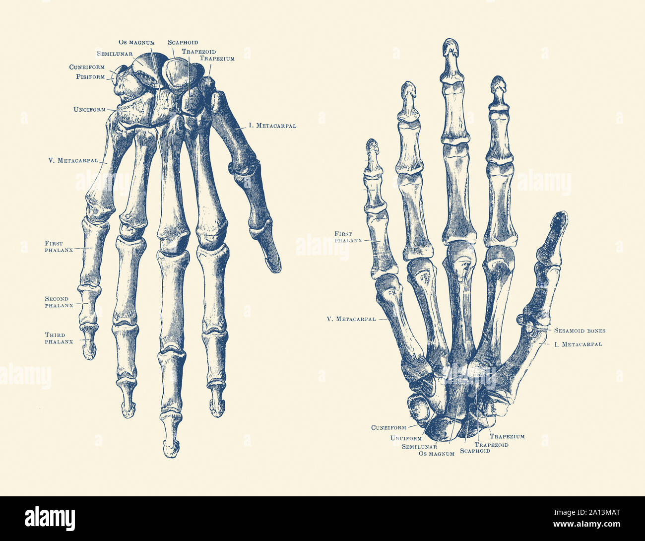 Vintage anatomy print features the hand of a human skeleton with bones labeled. Stock Photo