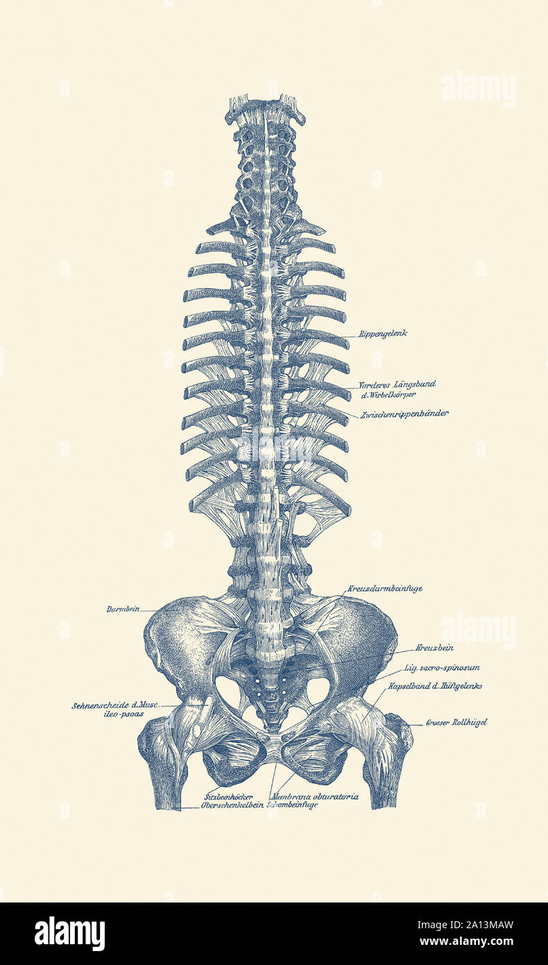 Vintage anatomy print of the human rib cage and pelvis. Stock Photo