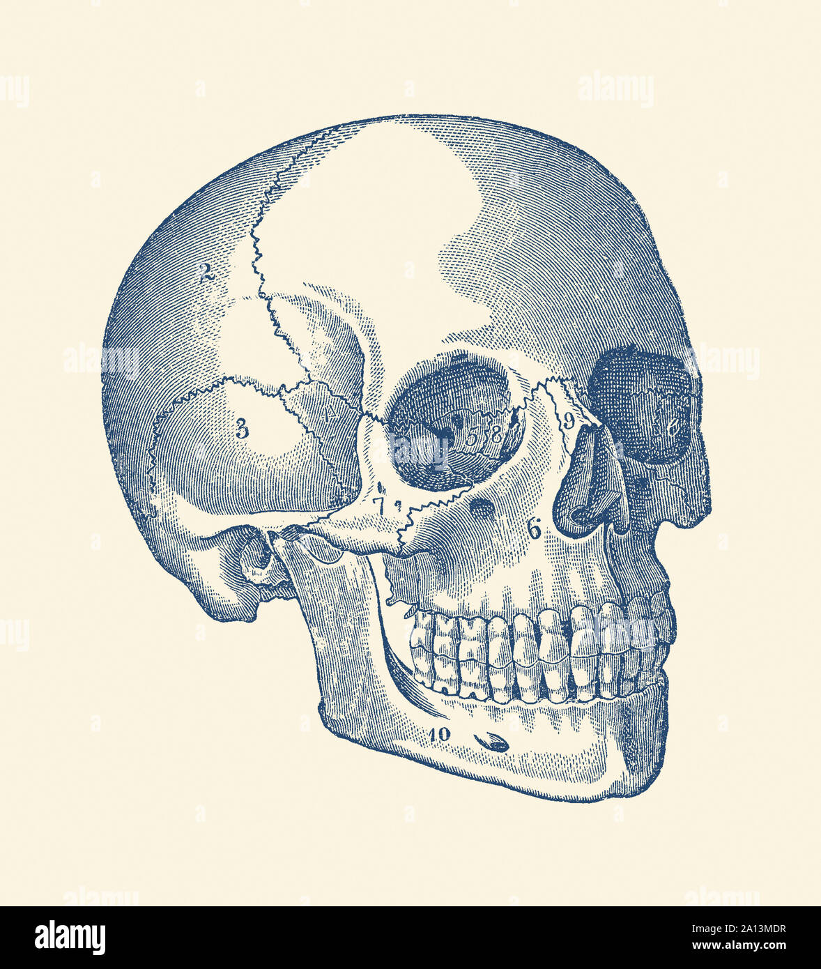 Vintage anatomy print features the skull of a human skeleton with each bone labeled. Stock Photo