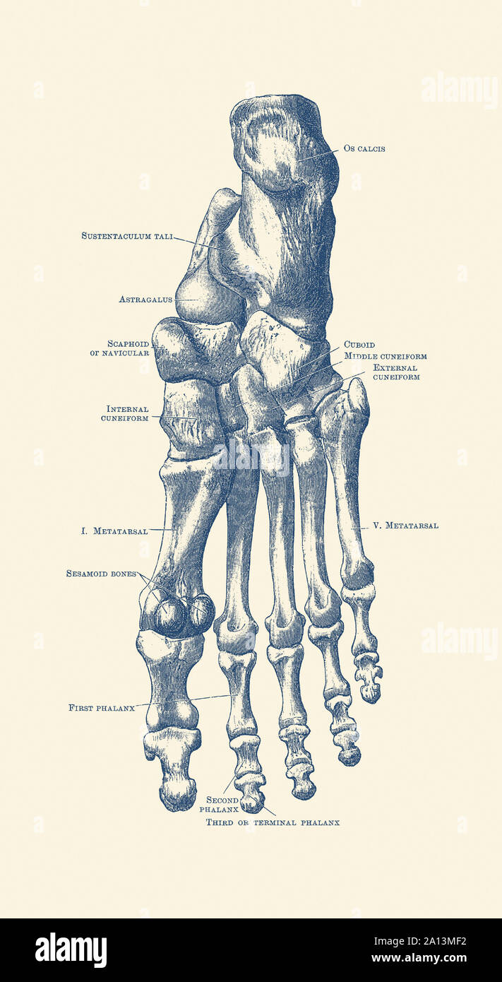 Vintage anatomy print of the human left foot with each bone labeled. Stock Photo