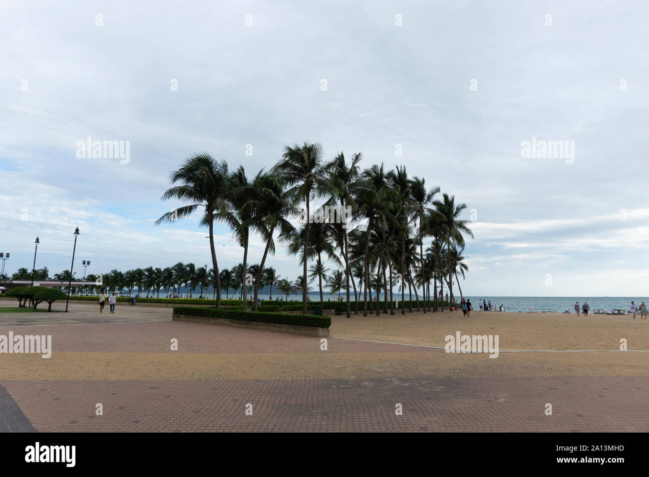 Palm trees by the beach with clear blue sky and ocean view Stock Photo ...