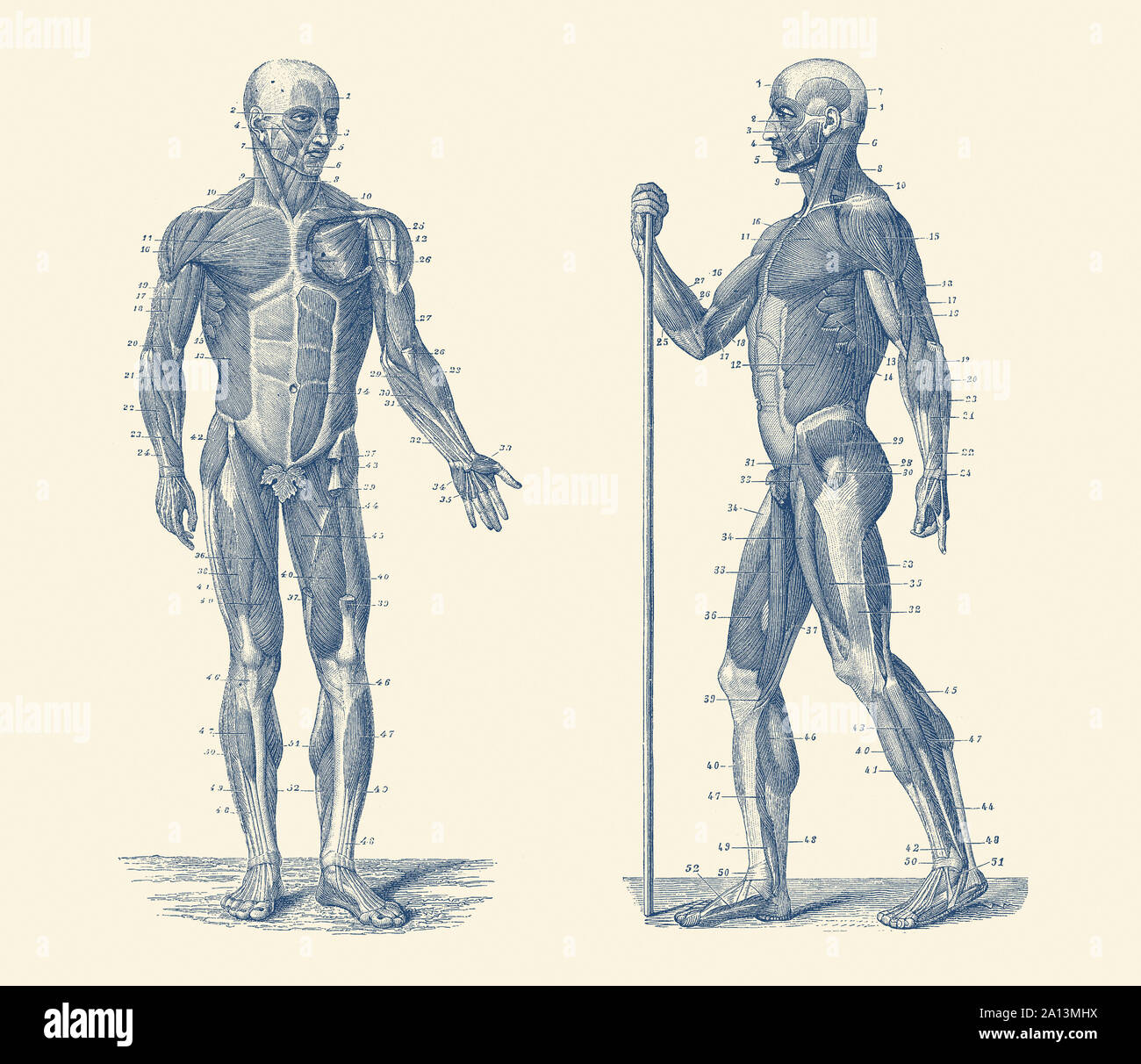 Vintage anatomy print showing a dual view diagram of the human musculoskeletal system. Stock Photo