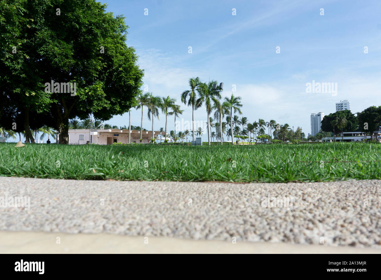 Palm trees by the beach with clear blue sky and ocean view Stock Photo ...