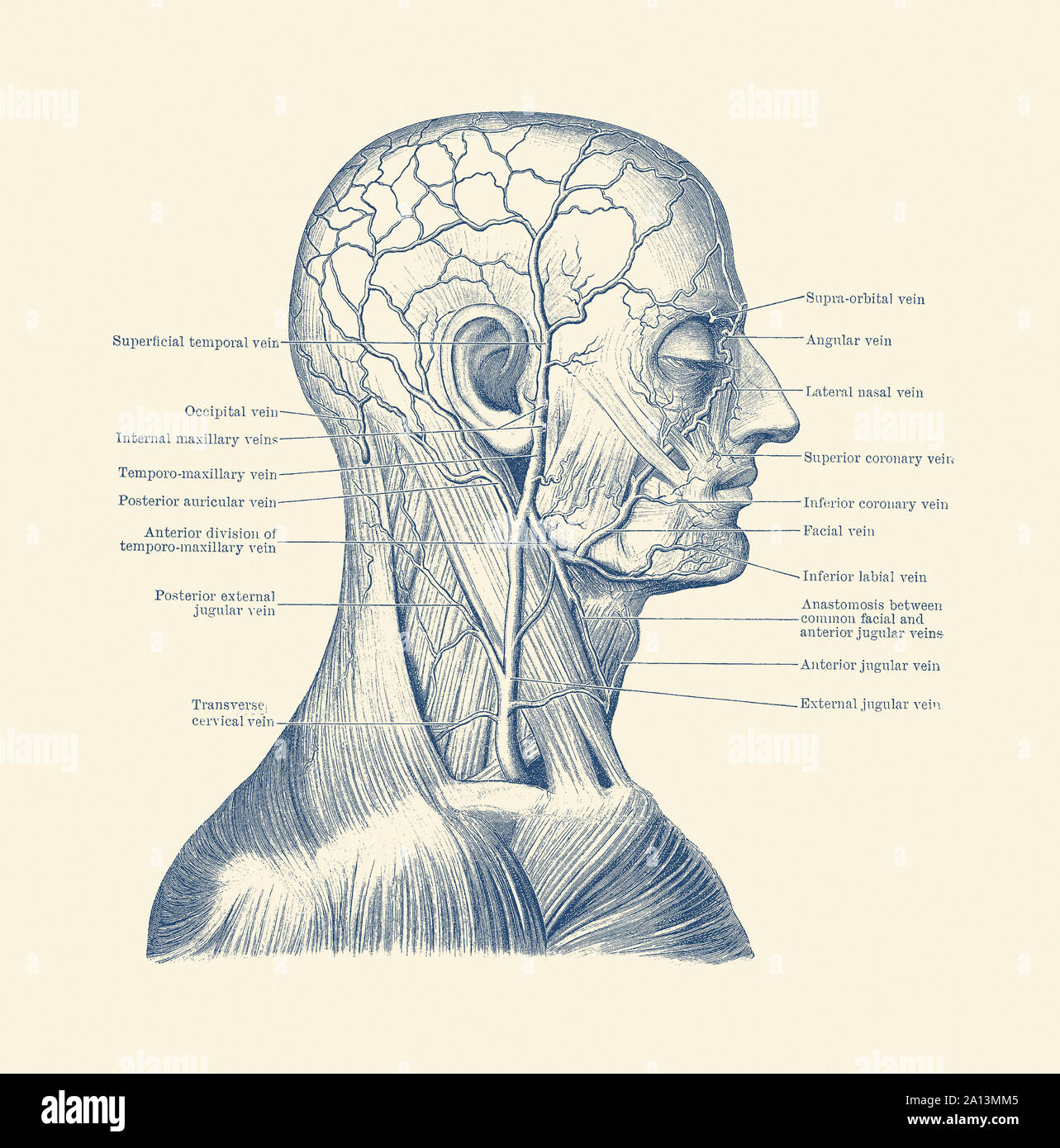 Vintage anatomy print showing a diagram of the human head. Stock Photo