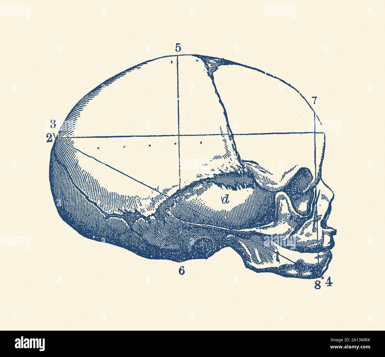 Vintage anatomy print showing a side view of the human skull. Stock Photo