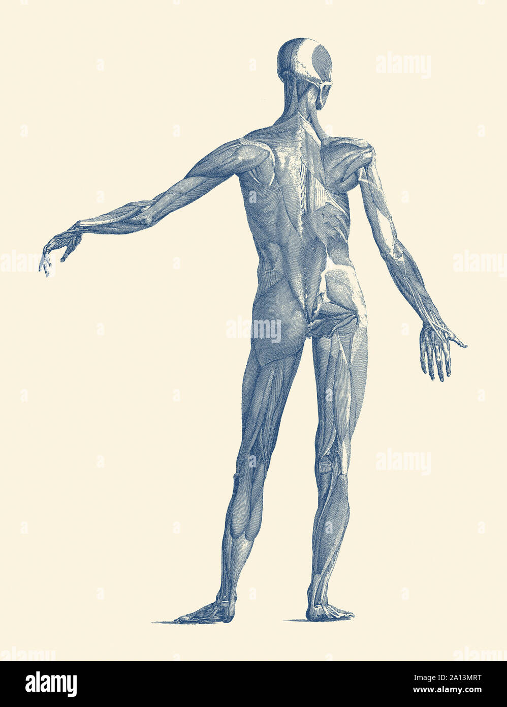 Vintage anatomy print showing a back view of the human muscular system. Stock Photo