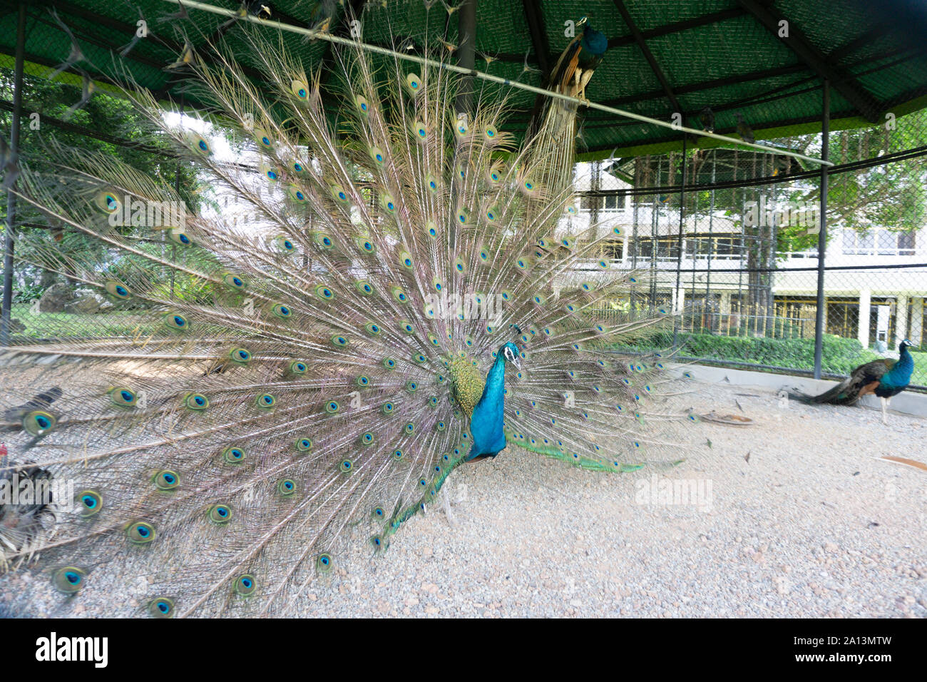 A proud peacock spreading its wings and feathers in an encapsulation cage of a zoo. Stock Photo