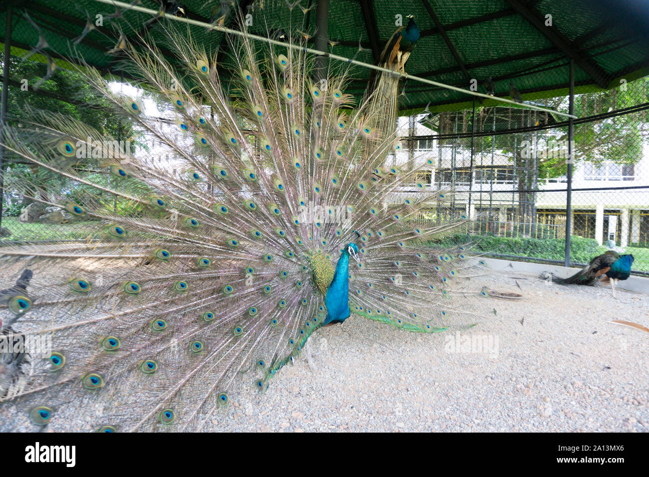 A proud peacock spreading its wings and feathers in an encapsulation cage of a zoo. Stock Photo