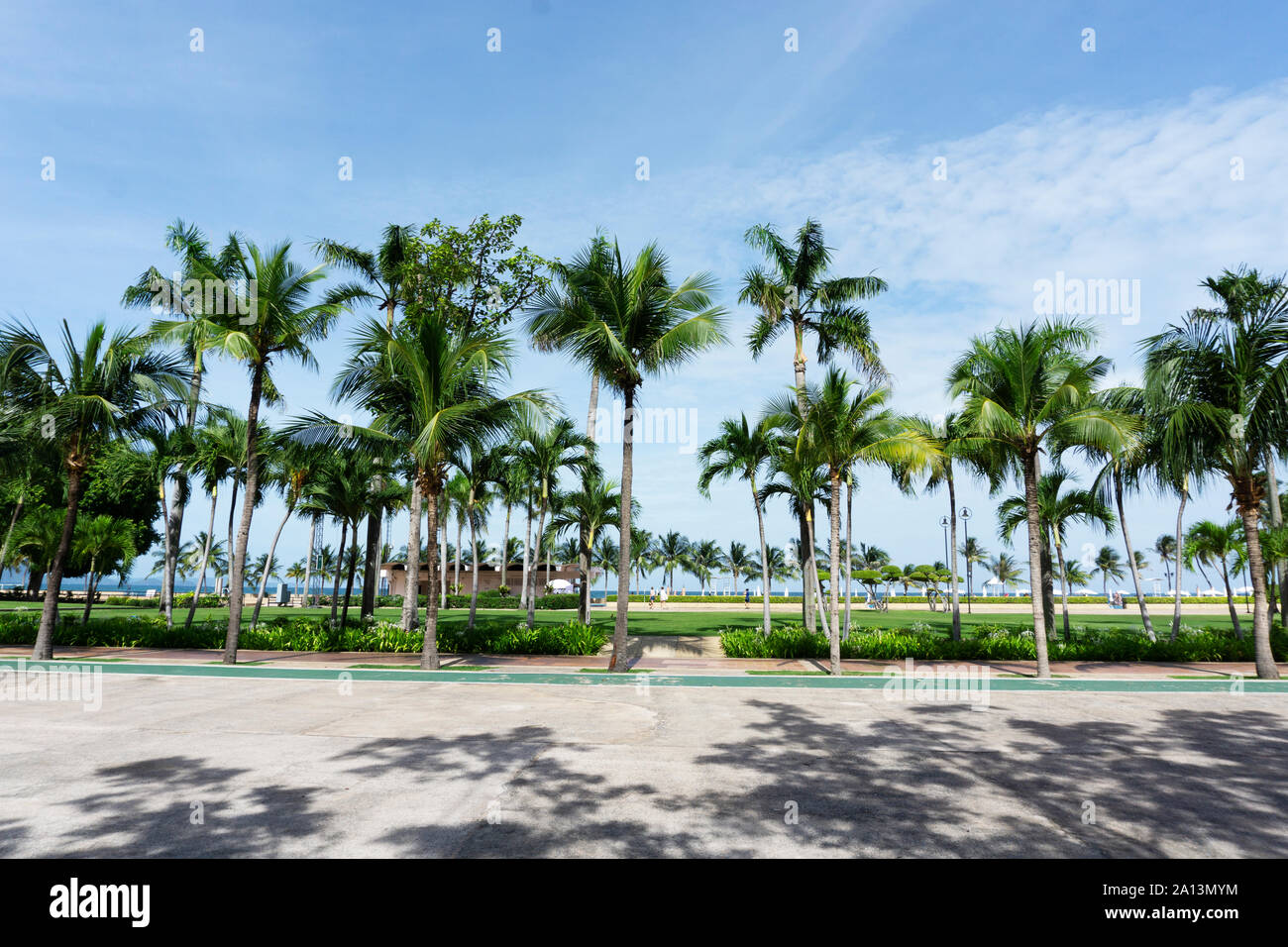 Palm trees by the beach with clear blue sky and ocean view Stock Photo ...