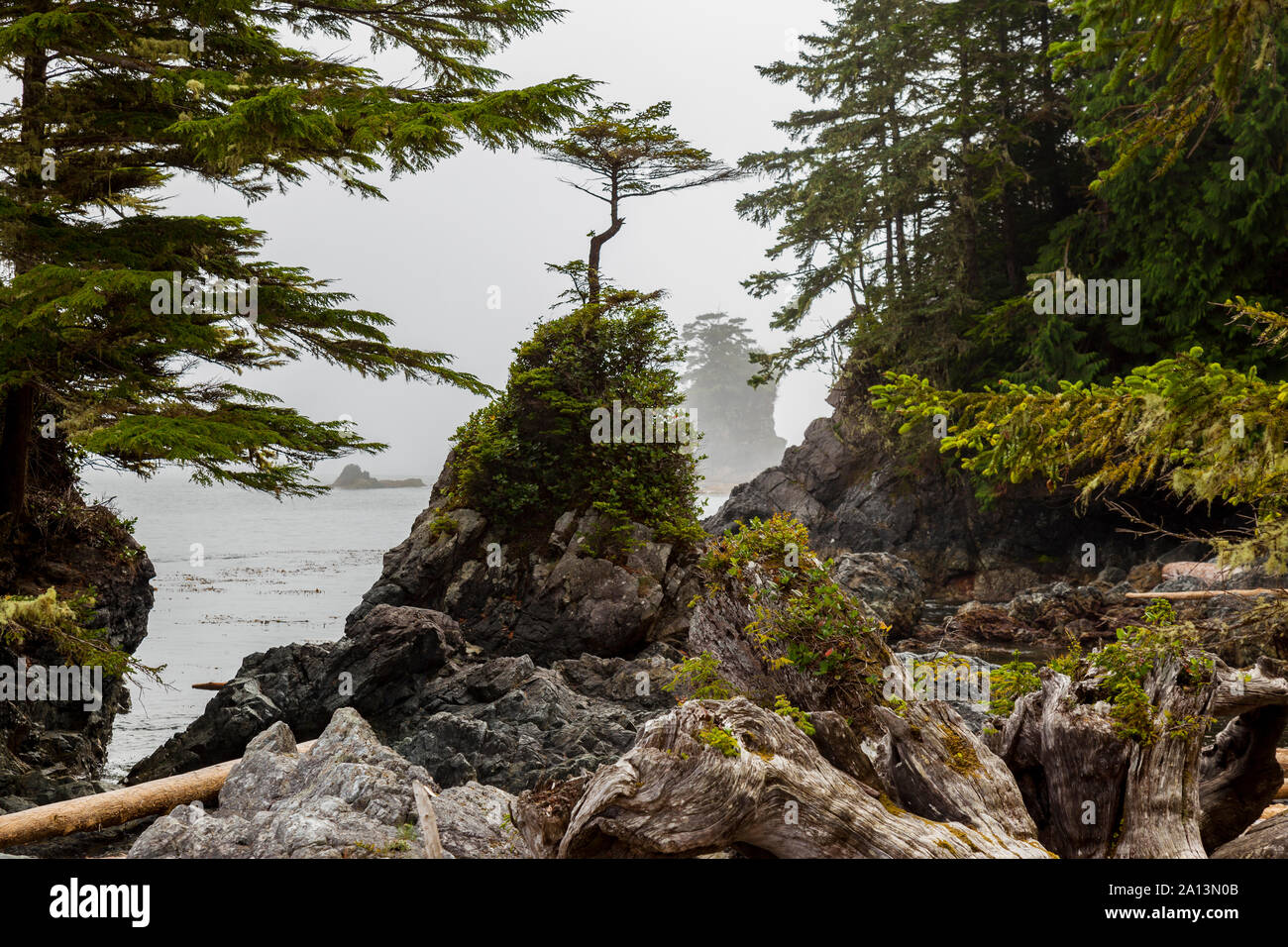 Bonsai like trees top islands in the Broken Group in Pacific Rim National Park Reserve, British Columbia, Canada Stock Photo