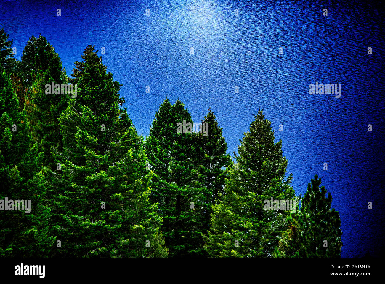 Ponderosa Pines overlooking Payette Lake, from Osprey Point, Ponderosa