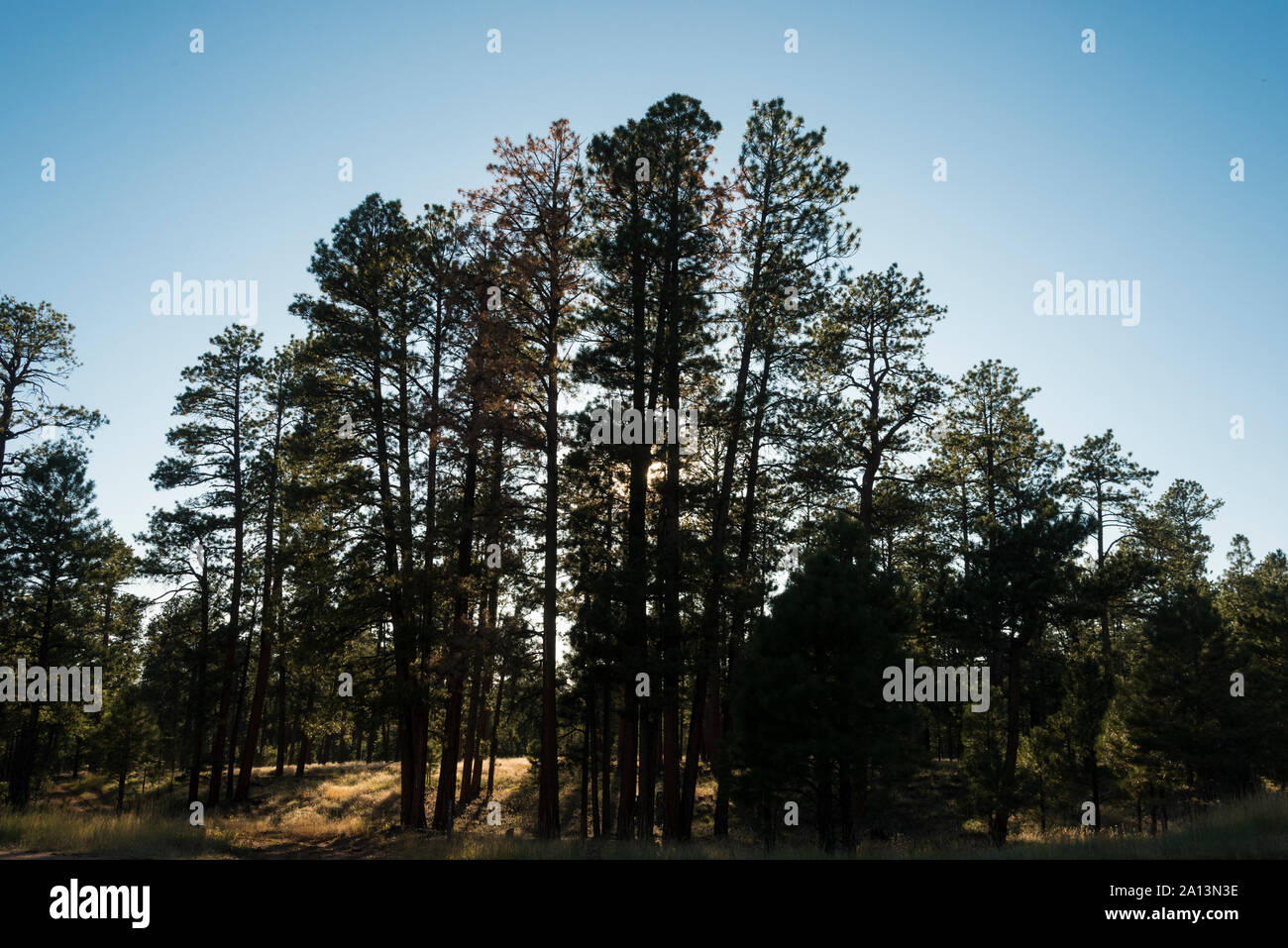 North rim grand canyon forest hi-res stock photography and images - Alamy