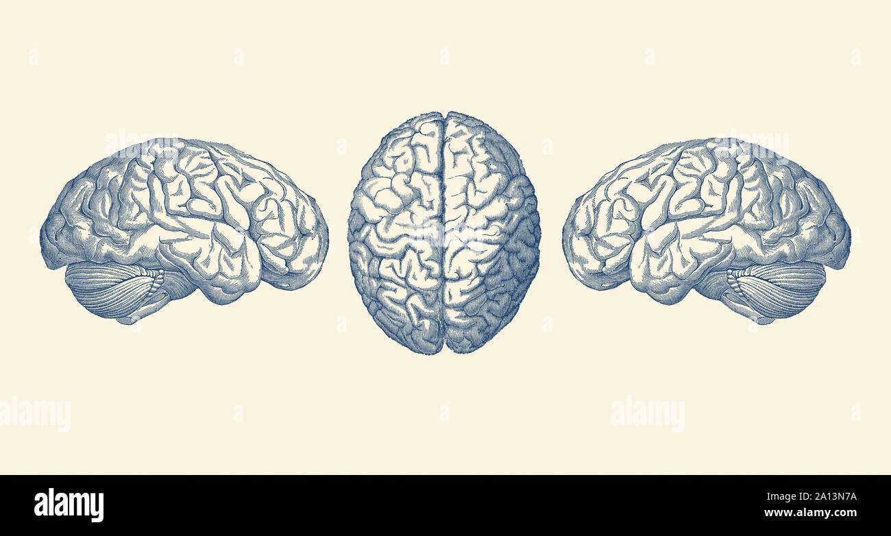 Vintage anatomy print showing three views of the human brain. Stock Photo