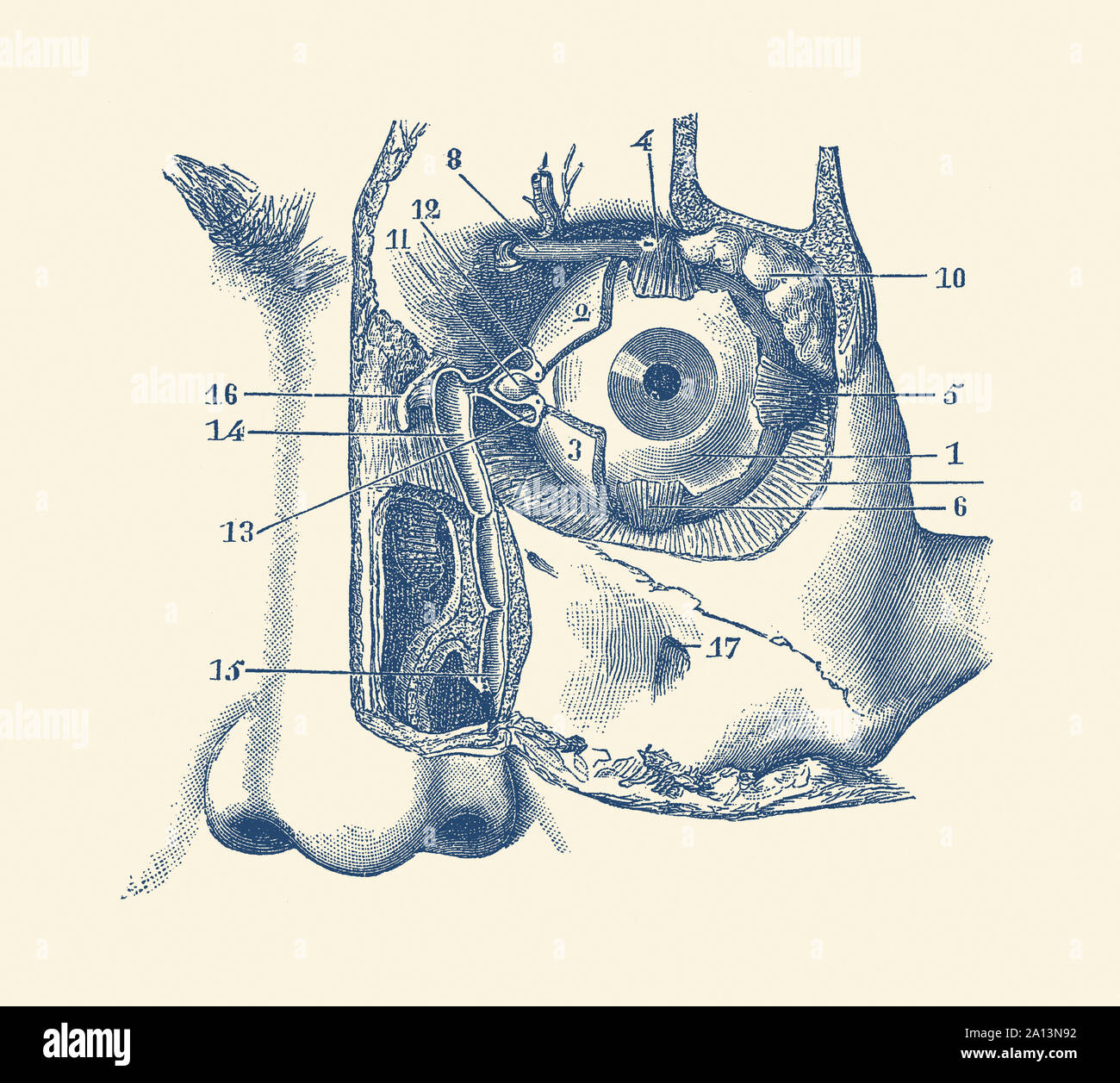 Vintage anatomy print showing a diagram of the human eye and tear duct. Stock Photo