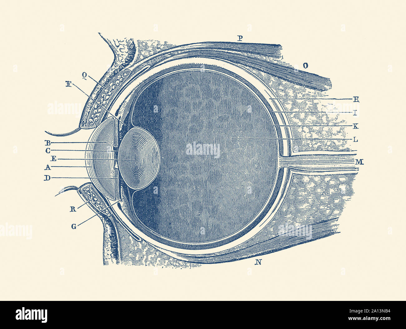 Vintage anatomy print showing a diagram of the human eye. Stock Photo