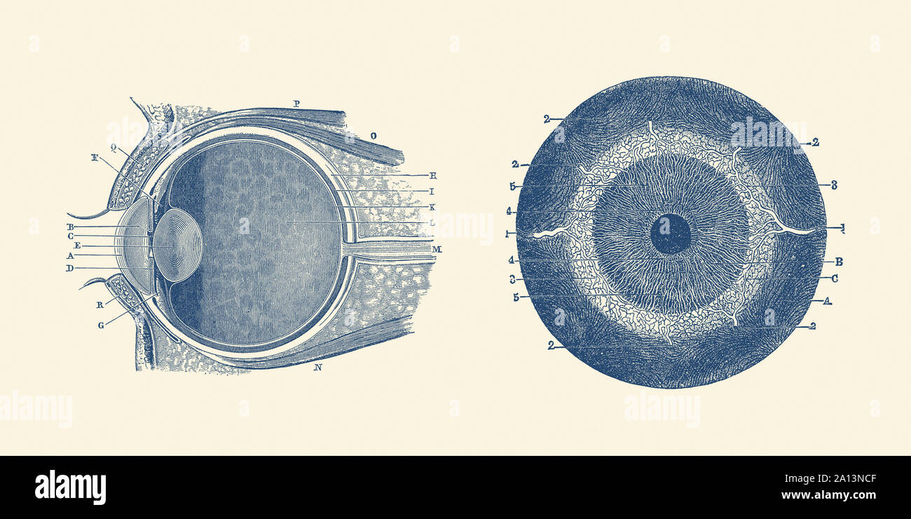 Vintage anatomy print showing both a side and front view of the human eye. Stock Photo