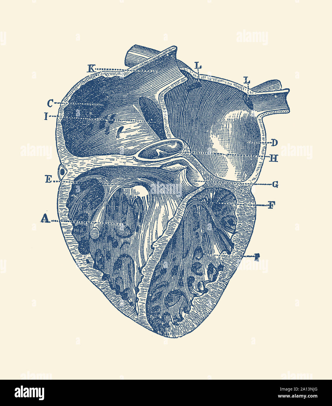 Vintage anatomy print showing a depiction of the inner heart of a human. Stock Photo