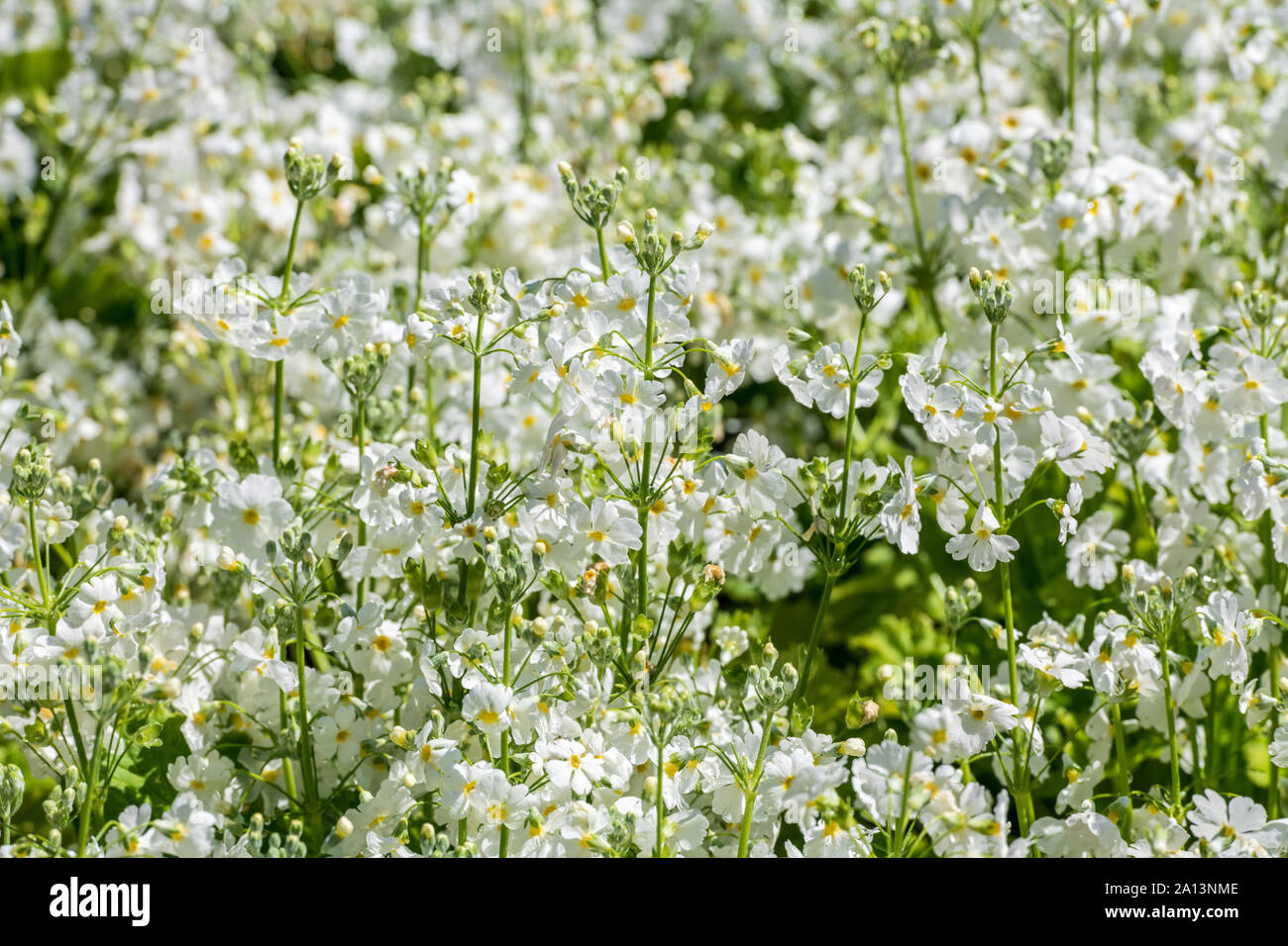 Clusters of white flowers Stock Photo Alamy