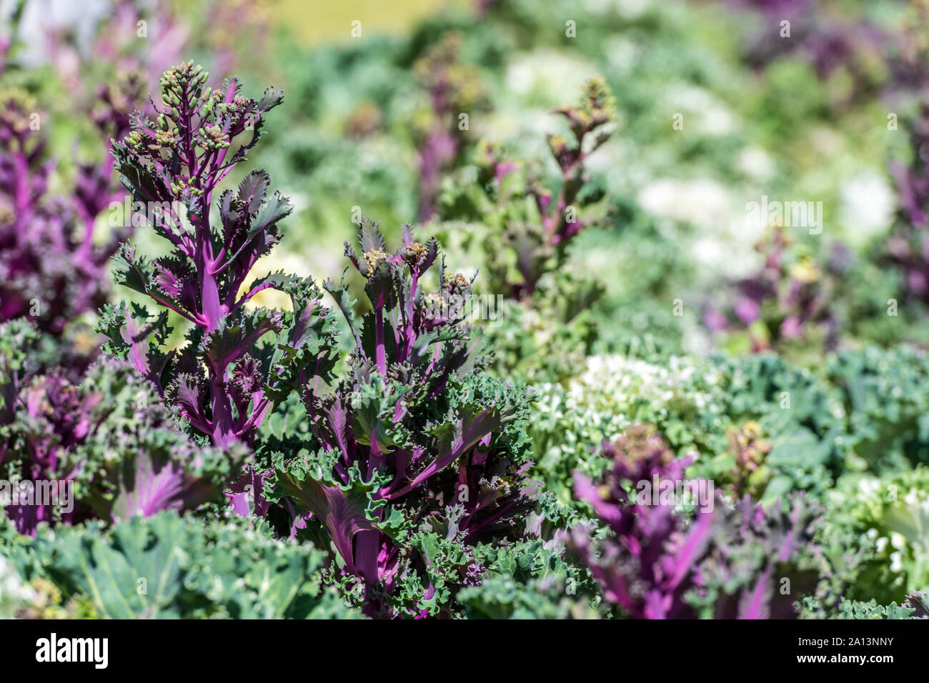 Purple kale australia hi-res stock photography and images - Alamy