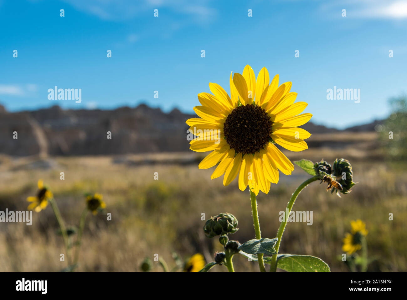 Sunflowers in the Badlands National Park Stock Photo