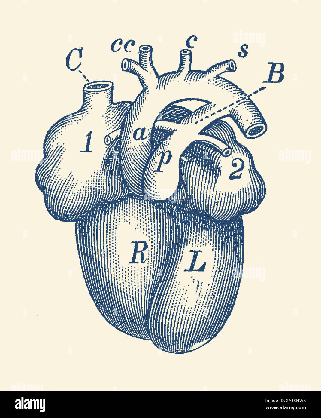Vintage anatomy print of the human heart. Stock Photo
