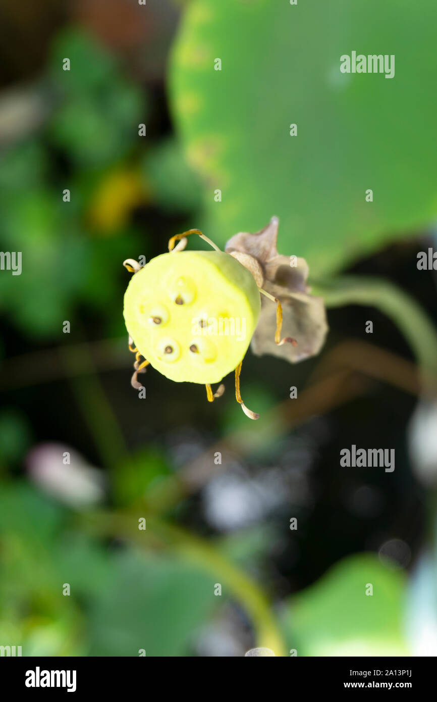 Exotic tree seeds hi-res stock photography and images - Alamy