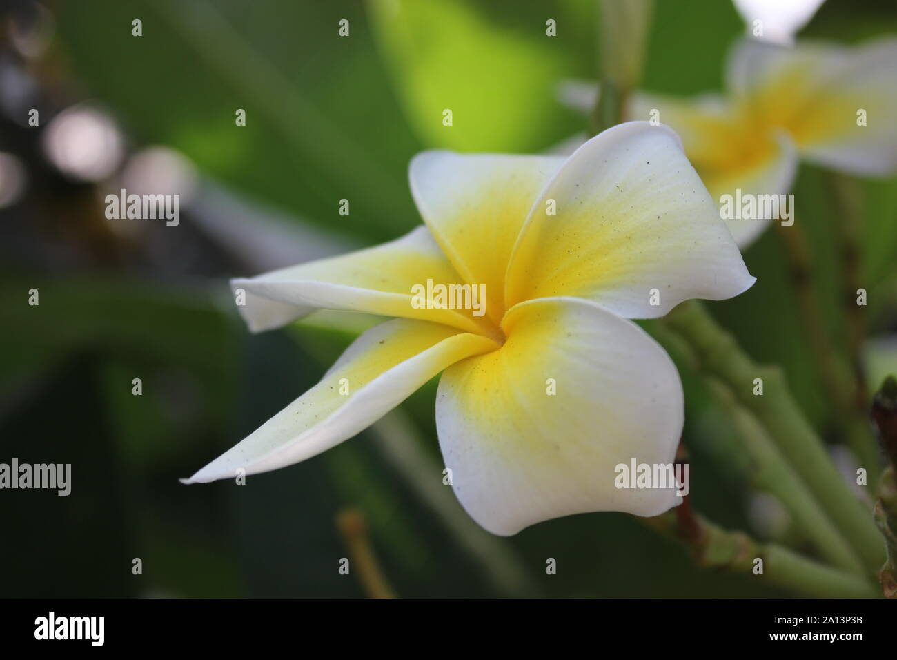 White frangipani plumeria blossom Stock Photo Alamy