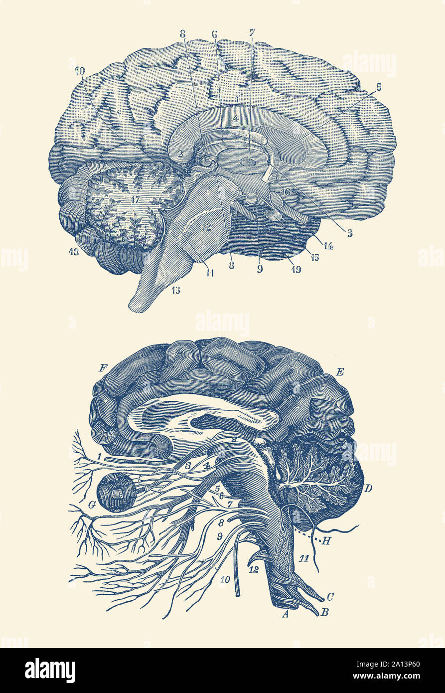 Diagram of the arteries of the brain and the circulatory system surrounding the brain. Stock Photo
