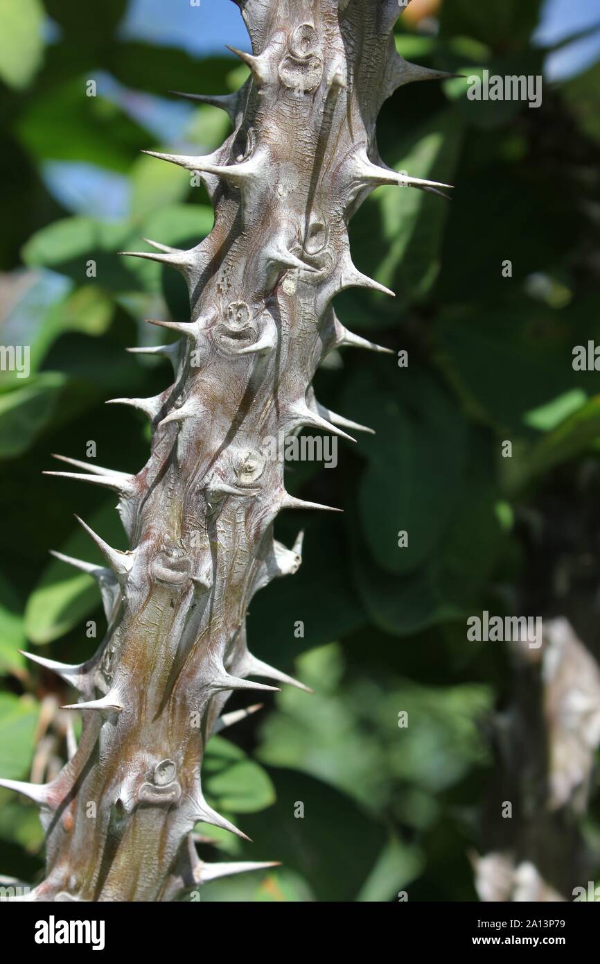 Super crown of thorns flowering plant Stock Photo - Alamy
