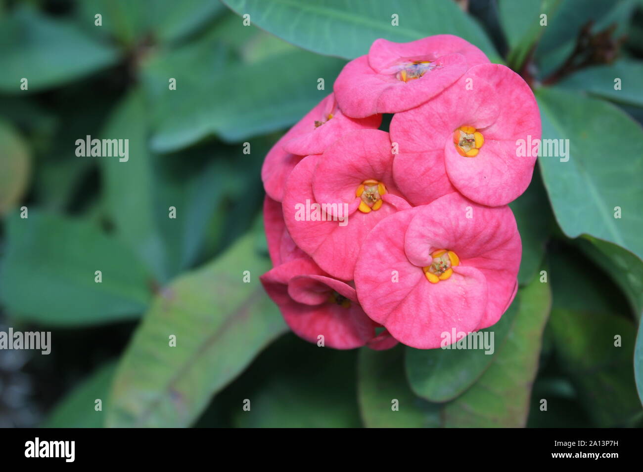 Super crown of thorns flowering plant and the pink flower Stock Photo
