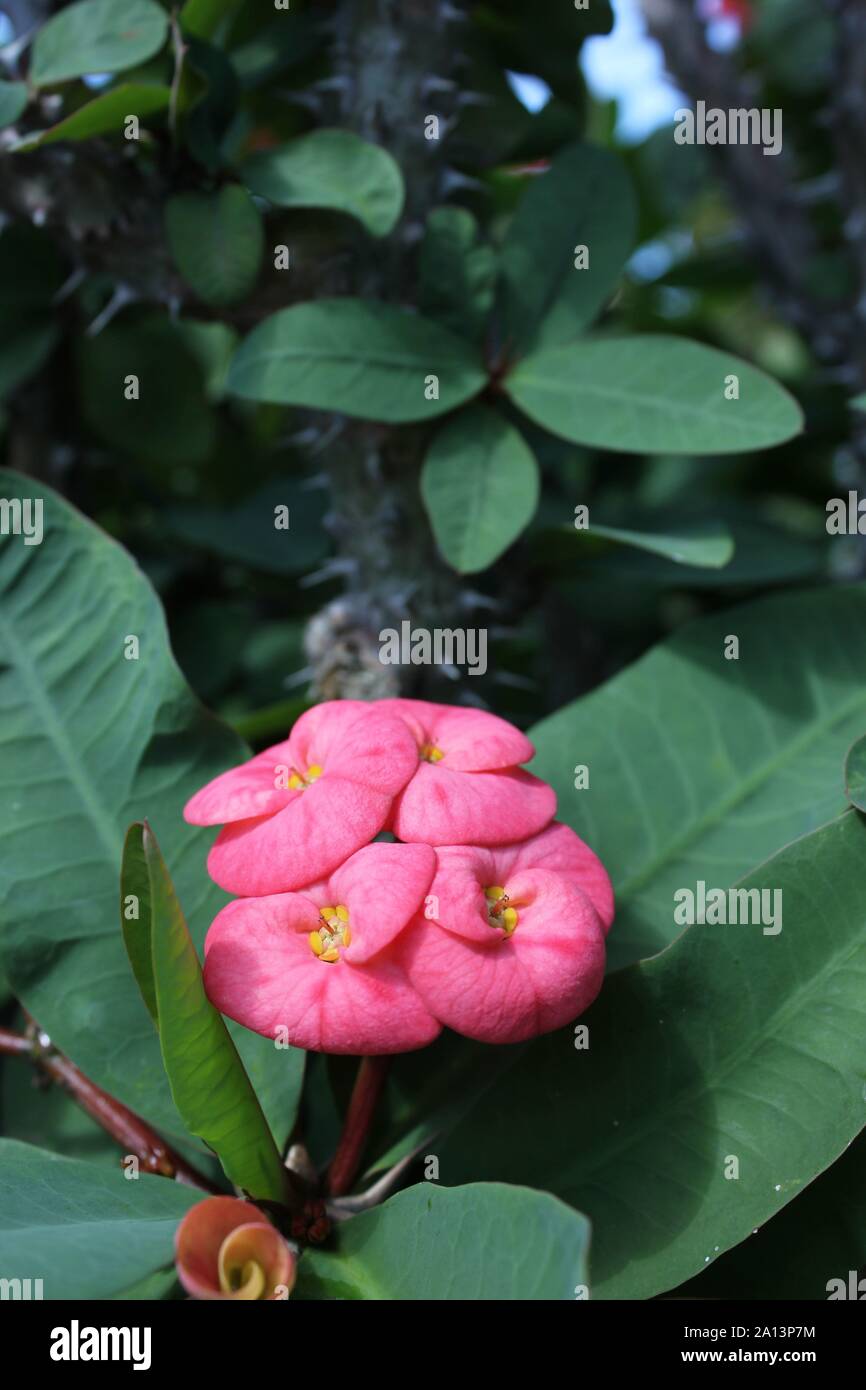 Super crown of thorns flowering plant and the pink flower Stock Photo
