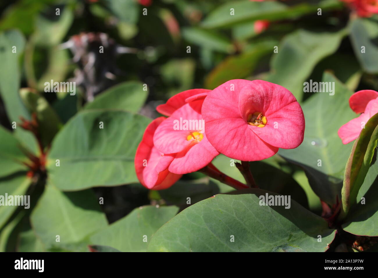 Super crown of thorns flowering plant and the pink flower Stock Photo