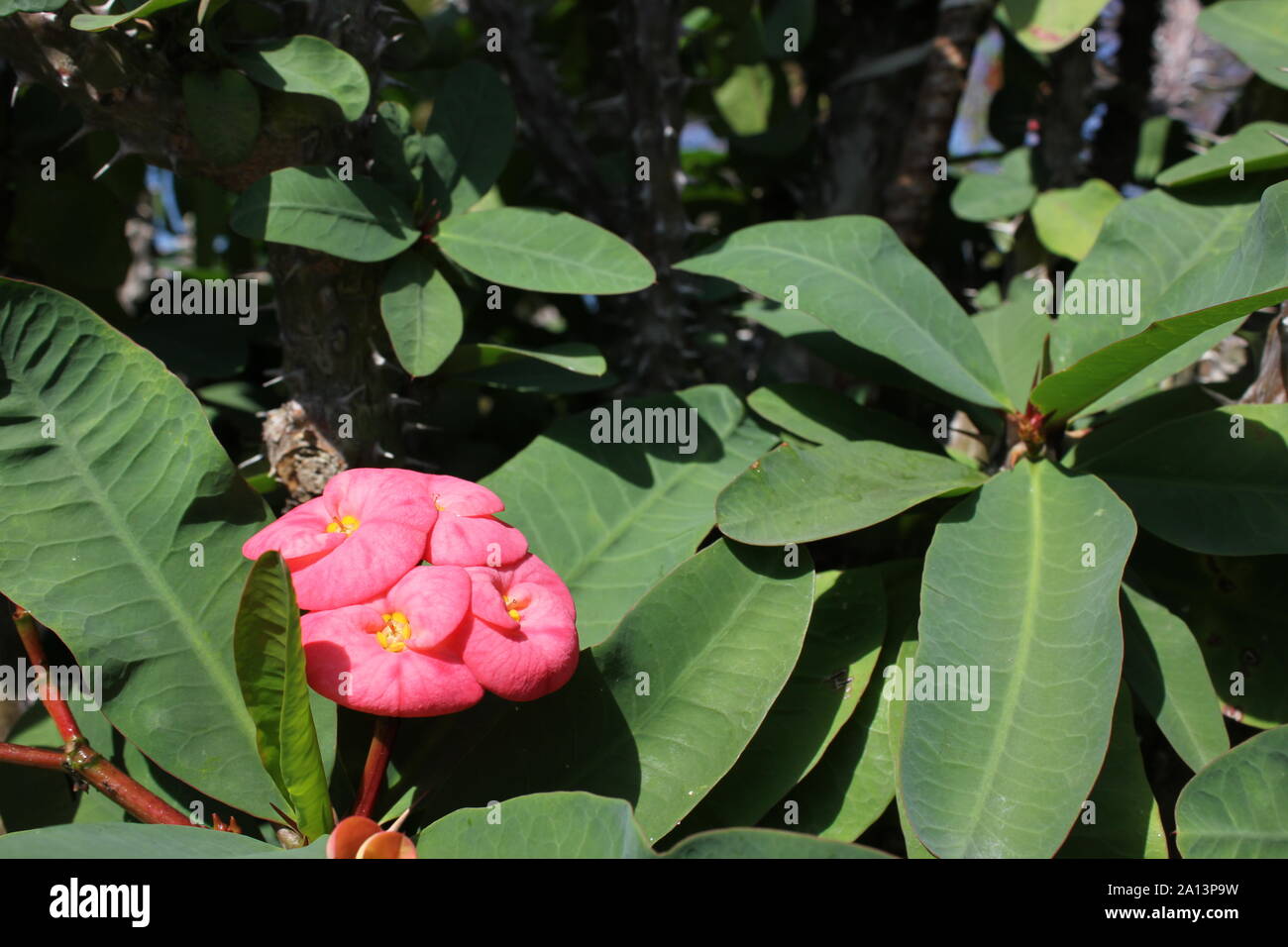 Super crown of thorns flowering plant and the pink flower Stock Photo