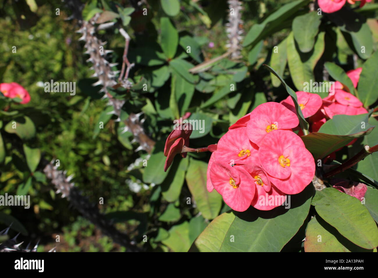 Super crown of thorns flowering plant and the pink flower Stock Photo
