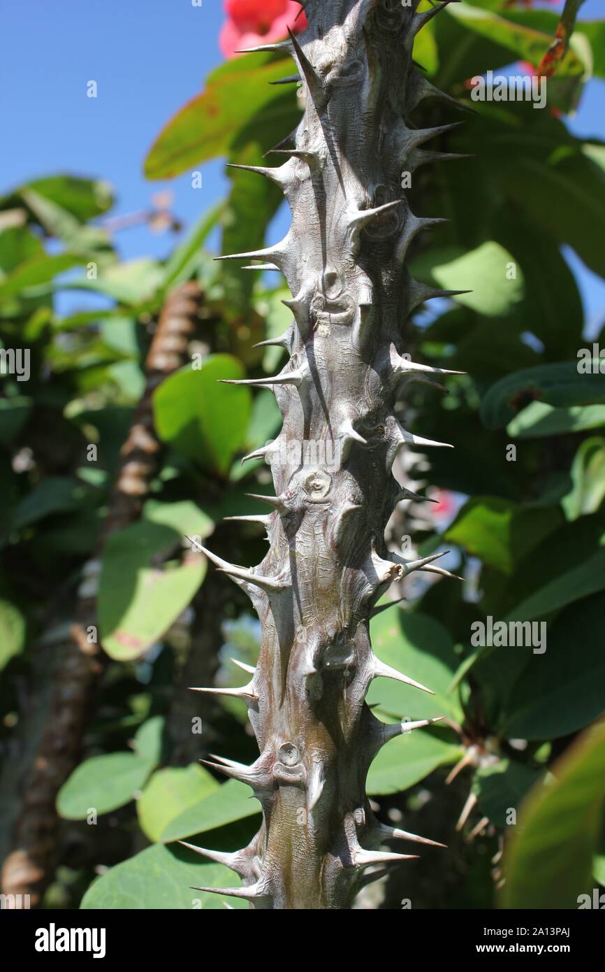 Super crown of thorns flowering plant Stock Photo - Alamy