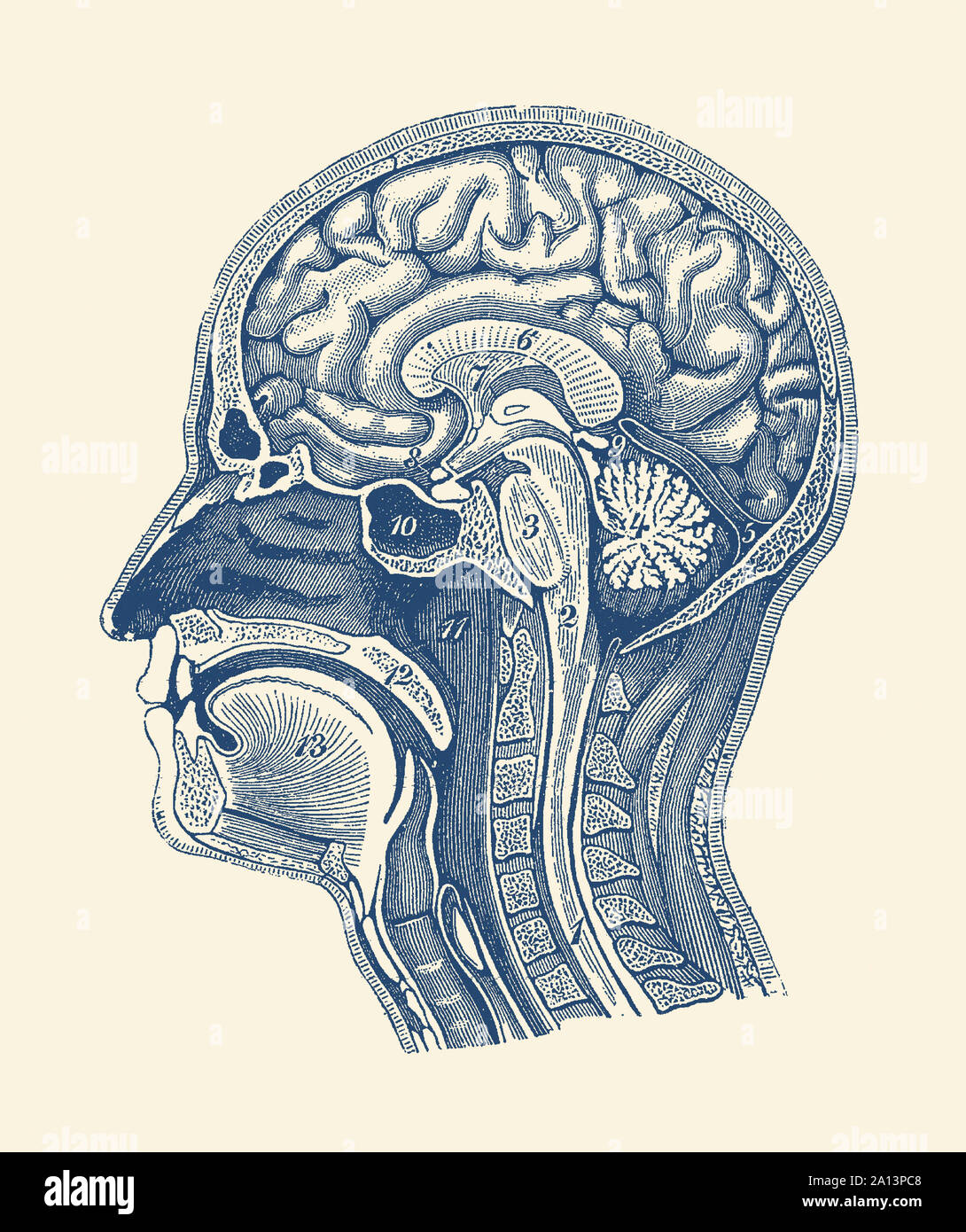 Diagram showcasing the arteries of the brain, spinal cord and facial anatomy. Stock Photo