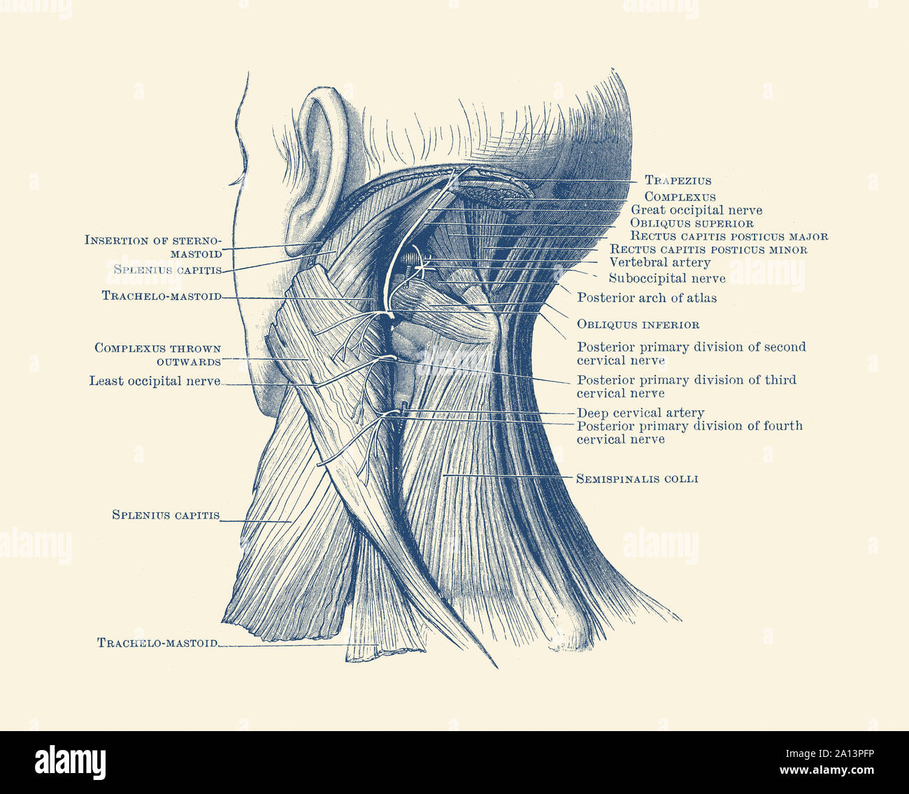 Diagram of the muscular system on the back of a human neck. Stock Photo