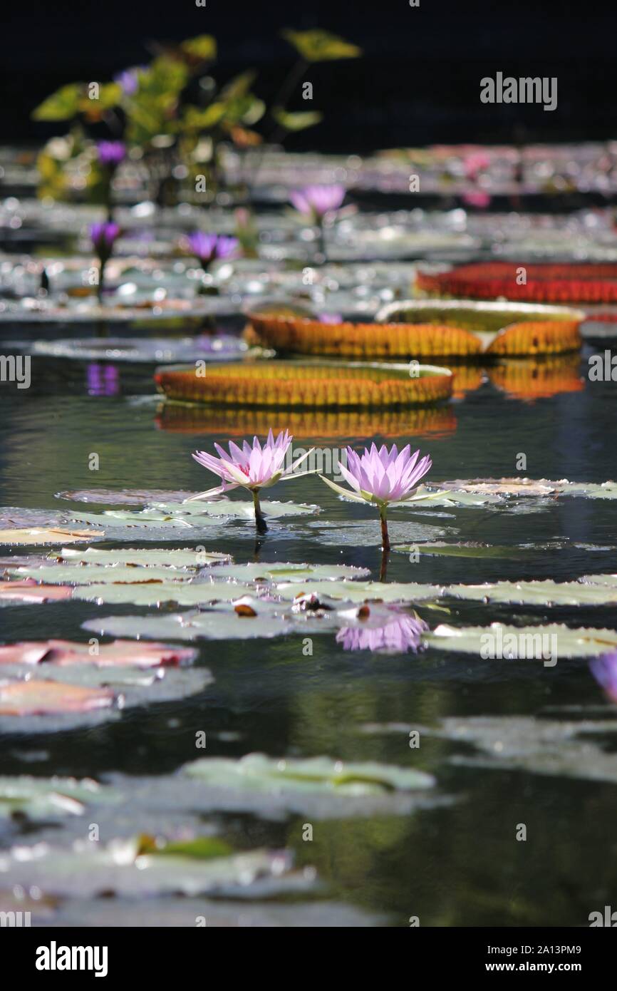 Green giant water lily pads growing in the pond, Victoria, Nymphaeaceae, Victoria amazonica, Euryale amazonica, Victoria regia Stock Photo